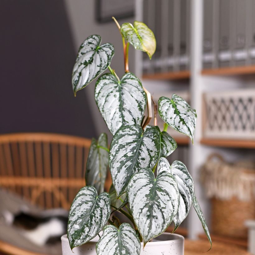 Philodendron brandtianum (Feuillage)