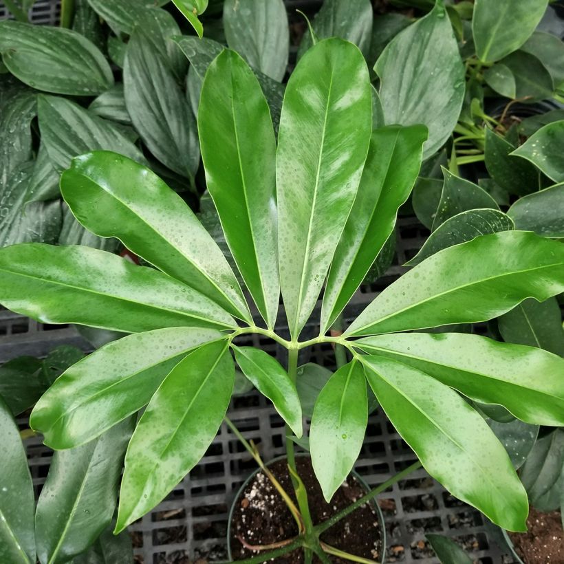Philodendron goeldii (Feuillage)