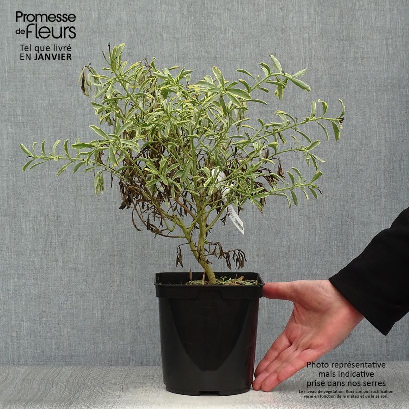 Spécimen de Philotheca (Eriostemon) myoporoides Gold Touch  Pot de 3L/4L tel que livré en hiver