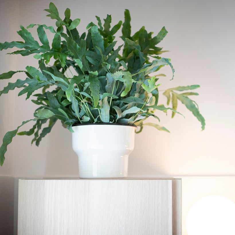 Phlebodium Blue Star - Fougère bleue (Port)