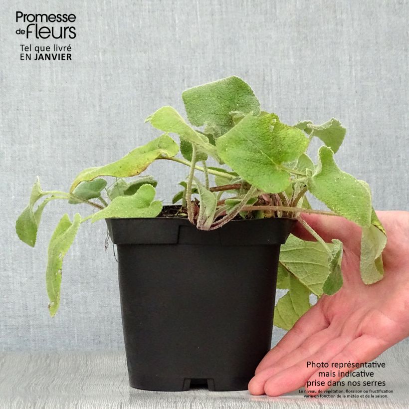 Spécimen de Phlomis de Russell - Phlomis russeliana Pot de 2L/3L tel que livré en hiver