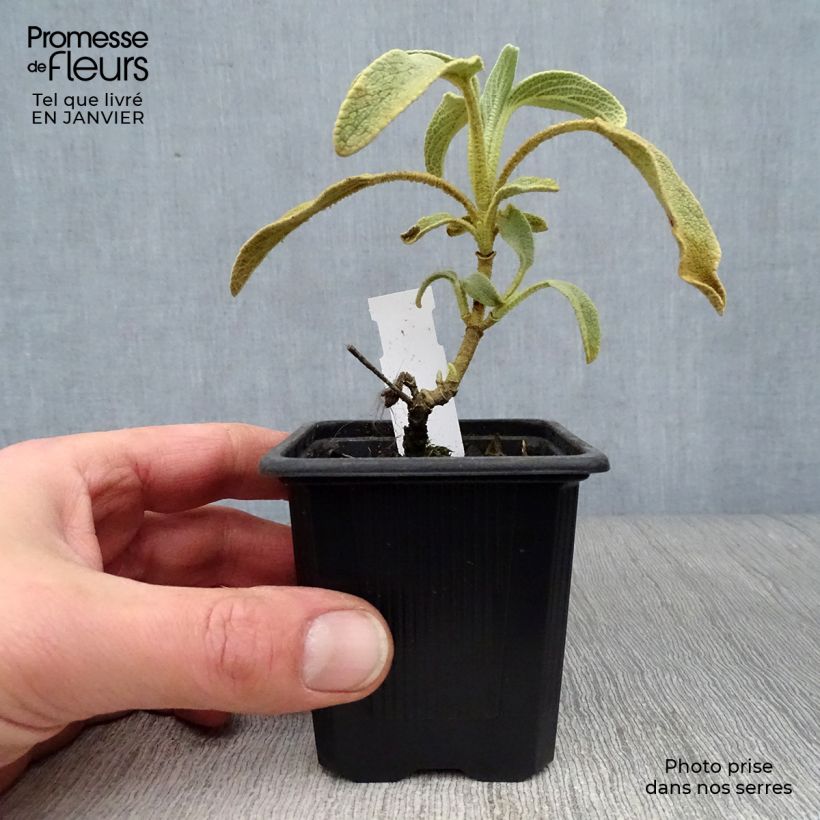 Spécimen de Phlomis fruticosa - Sauge de Jérusalem Godet de 8/9 cm tel que livré en hiver