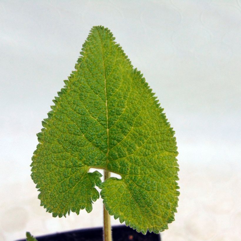 Phlomis tuberosa Amazone (Folhagem)