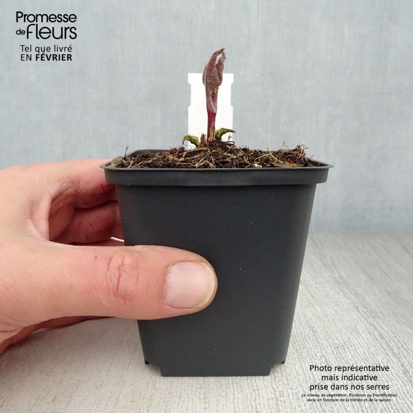 Spécimen de Phlomis tubéreux - Phlomis tuberosa Amazone Godet de 8/9 cm tel que livré en hiver