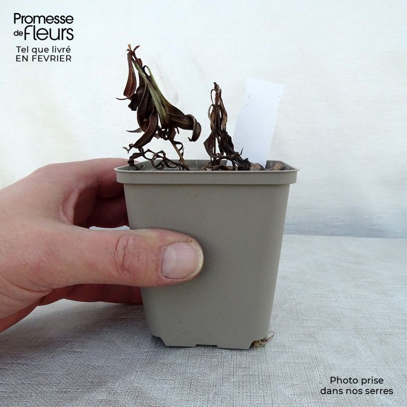 Spécimen de Phlox Fashionably Early Crystal - Phlox hybride Godet de 8/9 cm tel que livré en hiver