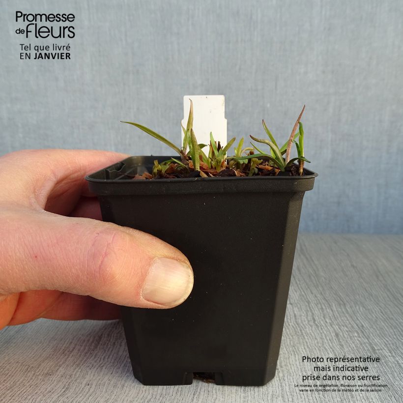 Spécimen de Phlox Fashionably Early Flamingo - Phlox hybride Godet de 8/9 cm tel que livré en hiver