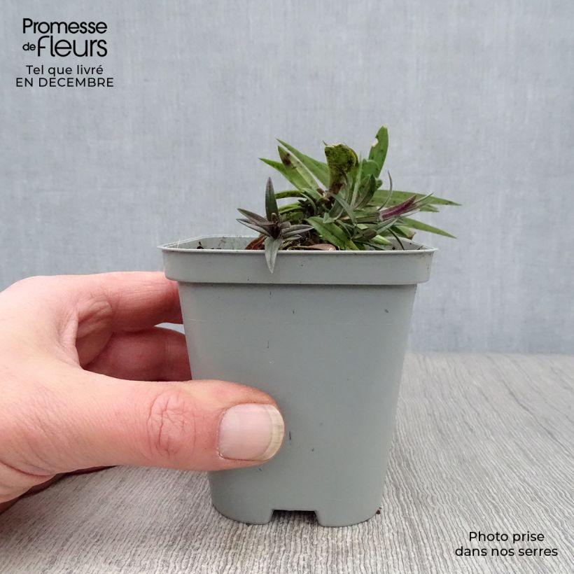 Spécimen de Phlox divaricata Chattahoochee Godet de 8/9 cm tel que livré en hiver