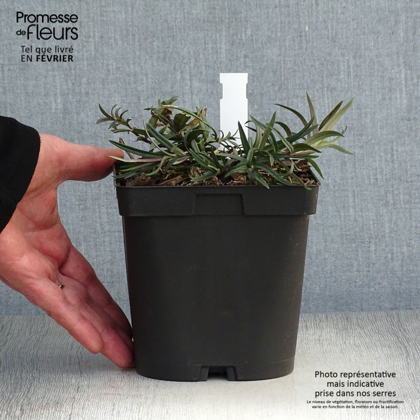 Spécimen de Phlox divaricata Chattahoochee Pot de 2L/3L tel que livré en hiver