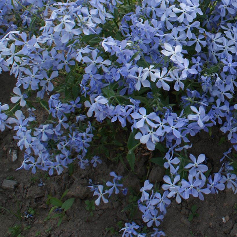 Flox-tapete Clouds of Perfume - Phlox divaricata (Hábito)