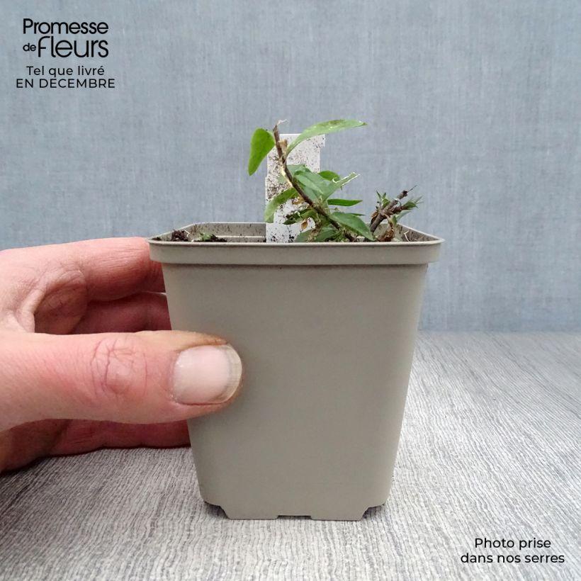 Spécimen de Phlox divaricata Clouds of Perfume Godet de 8/9 cm tel que livré en hiver