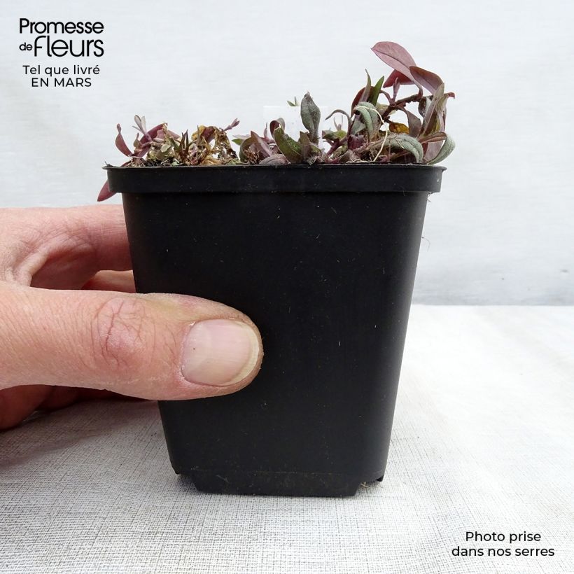 Spécimen de Phlox divaricata Dirigo Ice Godet de 8/9 cm tel que livré en hiver