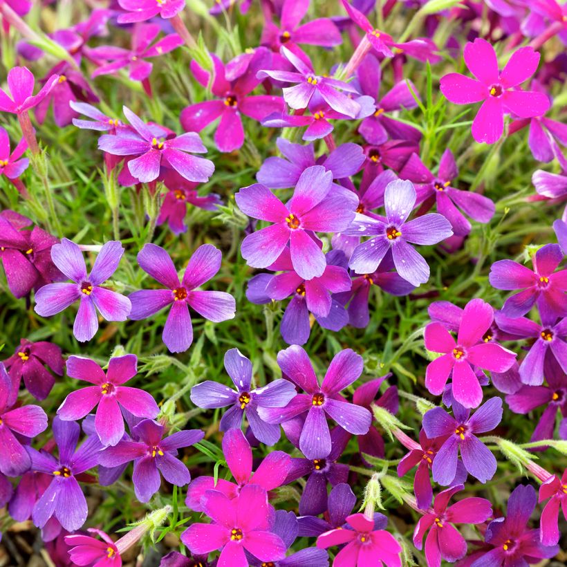 Phlox douglasii Crackerjack - Phlox mousse (Floraison)