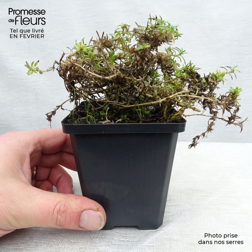 Spécimen de Phlox douglasii Lilac Cloud - Phlox mousse Godet de 8/9 cm tel que livré en hiver