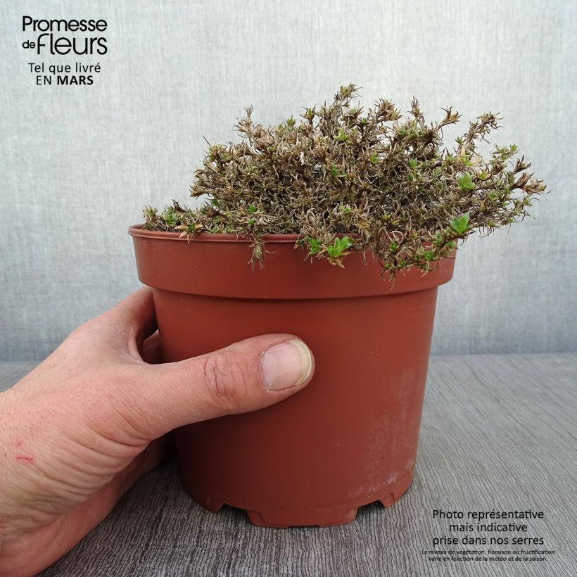 Spécimen de Phlox douglasii Lilac Cloud - Phlox mousse Pot de 2L/3L tel que livré en hiver