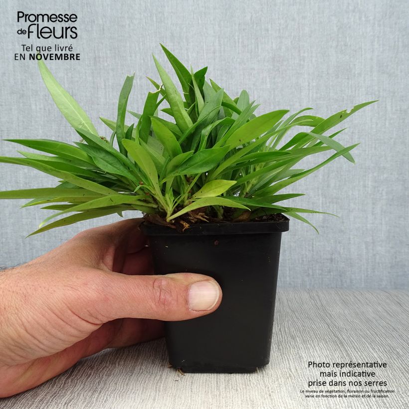 Spécimen de Phlox hybride Forever Pink - Phlox nain Godet de 8/9 cm tel que livré en automne