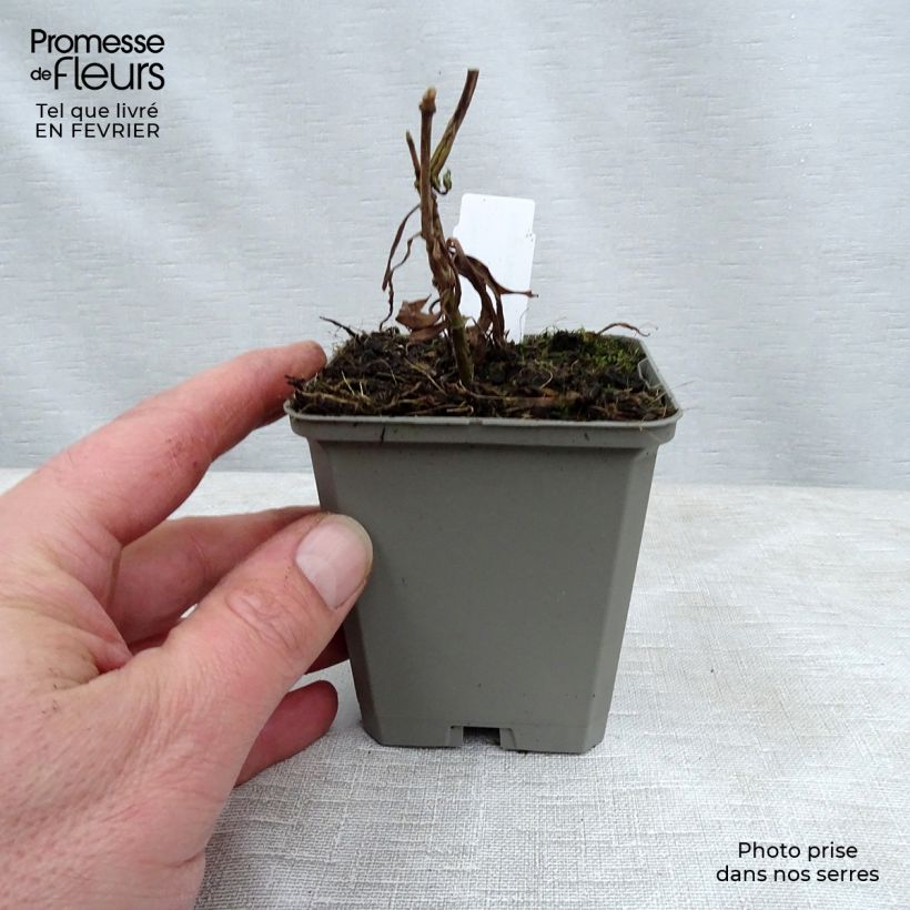 Spécimen de Phlox maculata Alpha Godet de 8/9 cm tel que livré en hiver