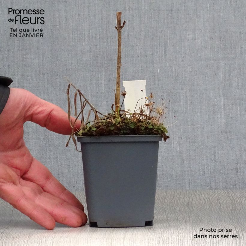 Spécimen de Phlox maculata Natasha Godet de 8/9 cm tel que livré en hiver