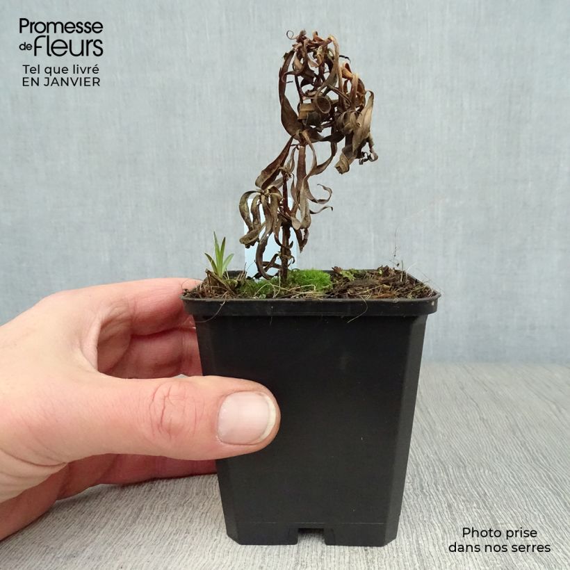 Spécimen de Phlox maculata Omega Godet de 8/9 cm tel que livré en hiver