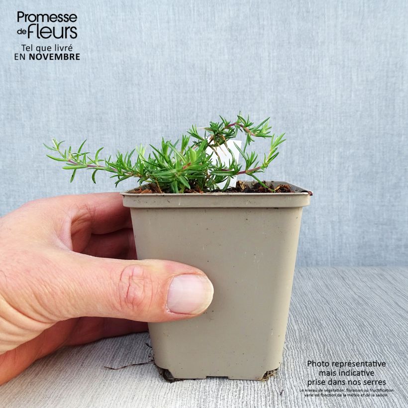 Spécimen de Phlox mousse Candy Stripes - Phlox subulata Godet de 8/9 cm tel que livré en automne