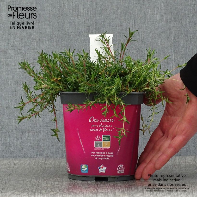 Spécimen de Phlox mousse Candy Stripes - Phlox subulata Pot de 1,5L/2L tel que livré en hiver