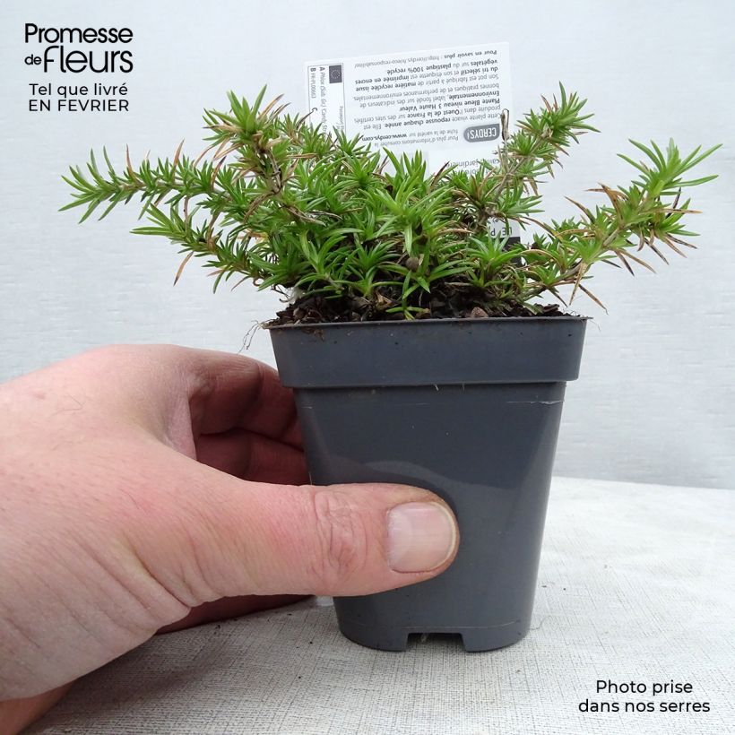 Spécimen de Phlox mousse Candy Stripes - Phlox subulata Godet de 8/9 cm tel que livré en hiver