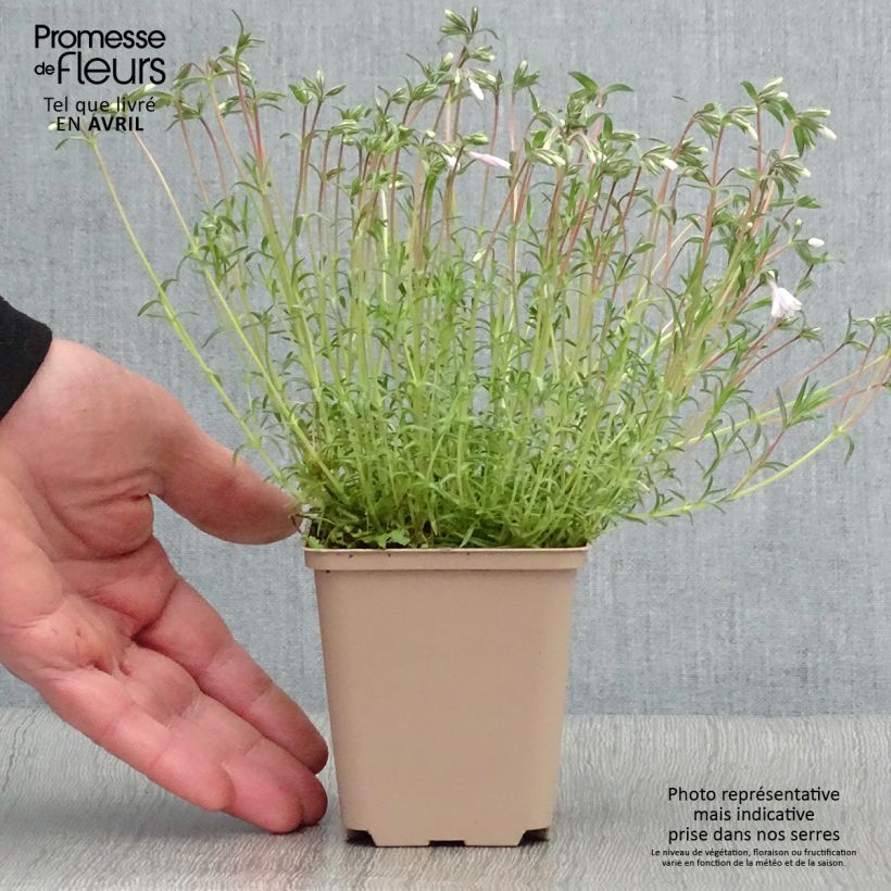 Spécimen de Phlox mousse Candy Stripes - Phlox subulata Godet de 8/9 cm tel que livré au printemps