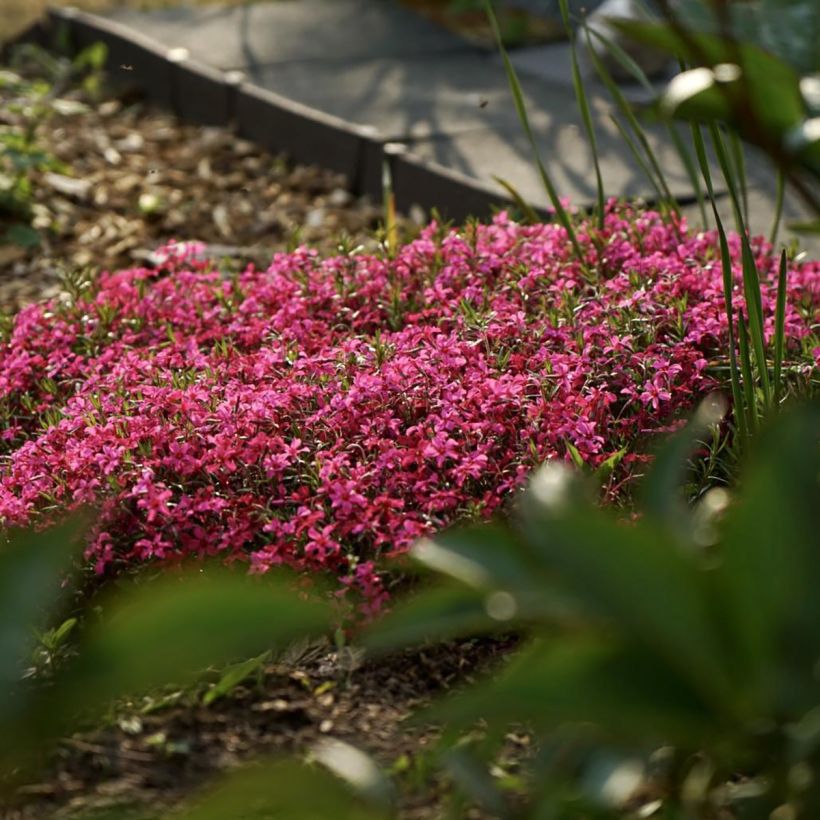 Phlox mousse Scarlet Flame - Phlox subulata (Port)
