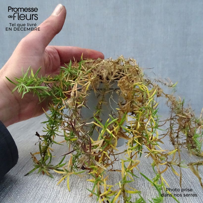 Spécimen de Phlox mousse Scarlet Flame - Phlox subulata Godet de 8/9 cm tel que livré en hiver