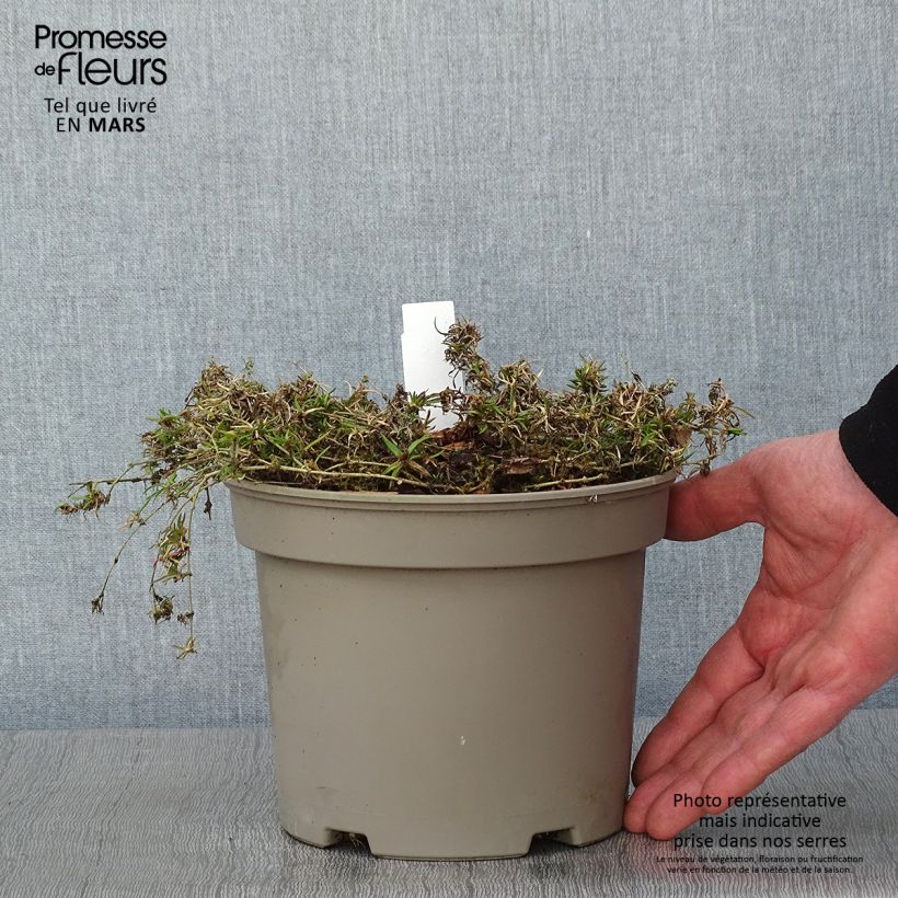 Spécimen de Phlox mousse Scarlet Flame - Phlox subulata Pot de 2L/3L tel que livré en hiver
