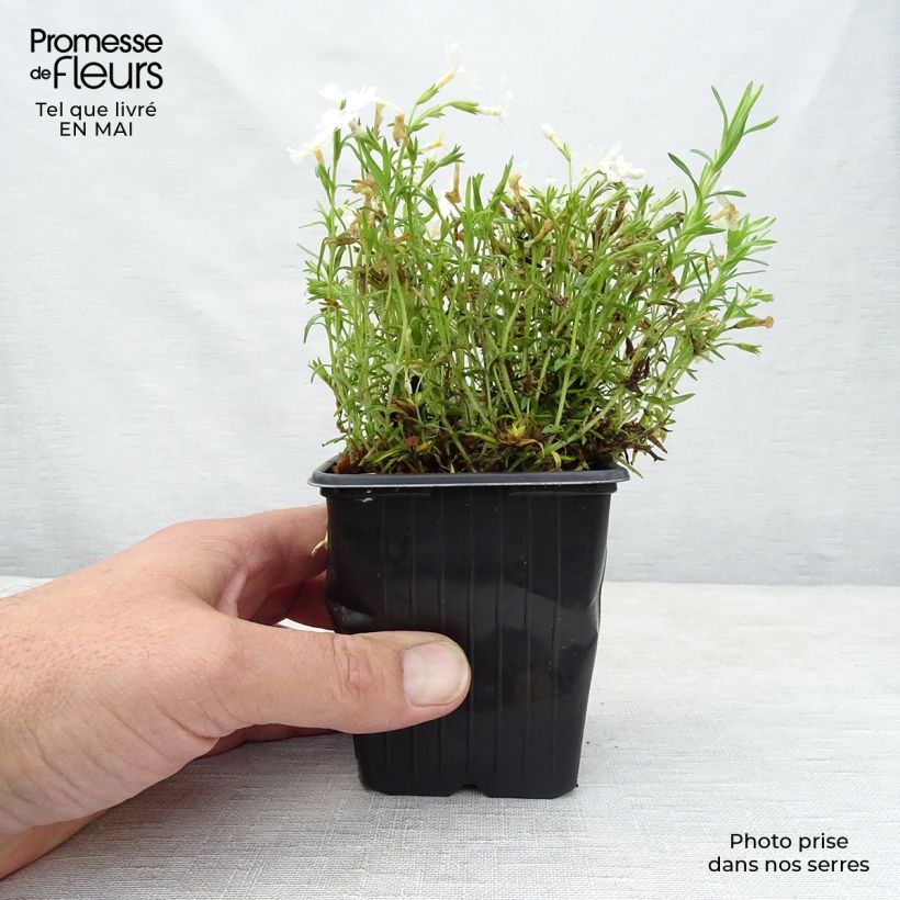 Spécimen de Phlox mousse White Delight Godet de 8/9 cm tel que livré au printemps