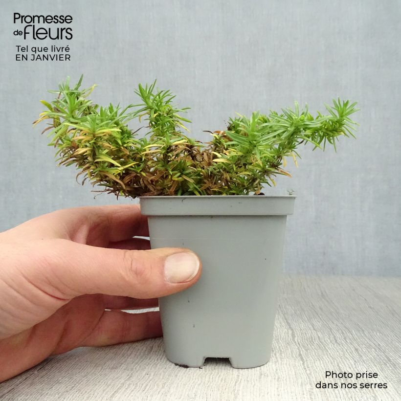 Spécimen de Phlox mousse White Delight Godet de 8/9 cm tel que livré en hiver