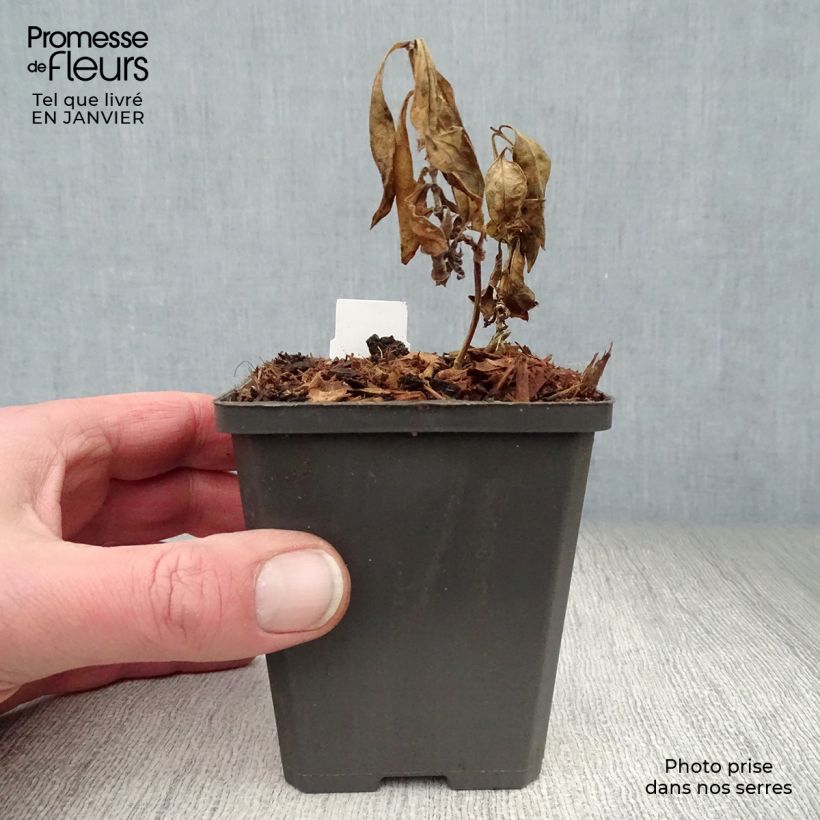 Spécimen de Phlox paniculata Amethyst Godet de 8/9 cm tel que livré en hiver