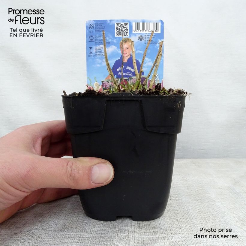 Spécimen de Phlox paniculata Bambini Candy Crush Pot de 10 cm/11cm tel que livré en hiver
