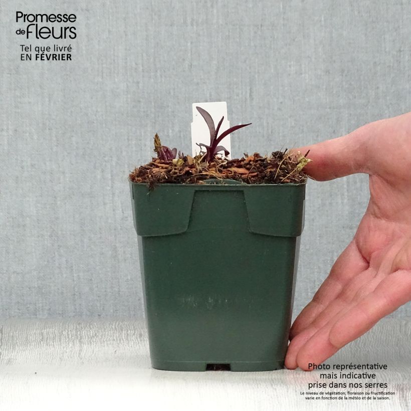 Spécimen de Phlox paniculata Bambini Desire Godet de 8/9 cm tel que livré en hiver