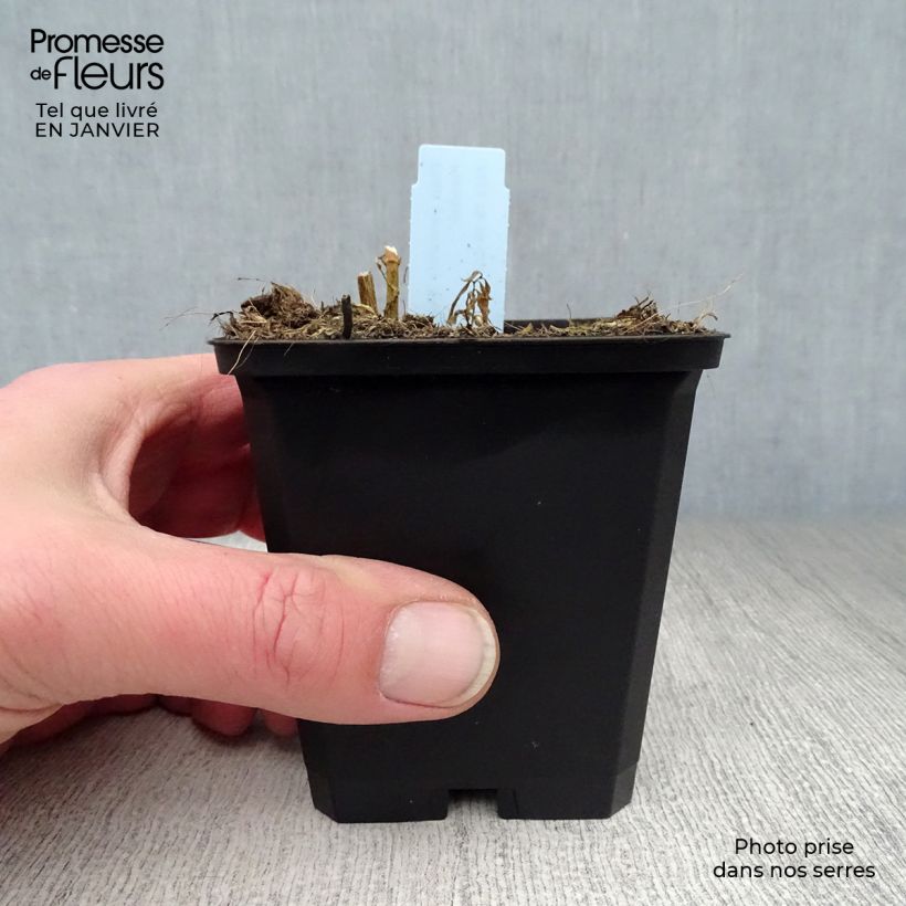 Spécimen de Phlox paniculata Blue Paradise Godet de 8/9 cm tel que livré en hiver