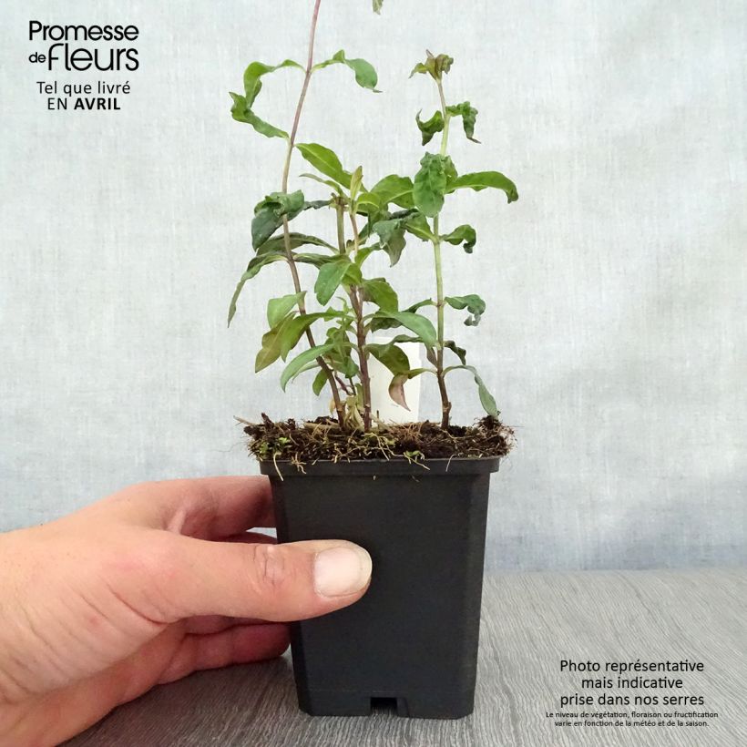 Spécimen de Phlox paniculata Blue Paradise Godet de 8/9 cm tel que livré au printemps