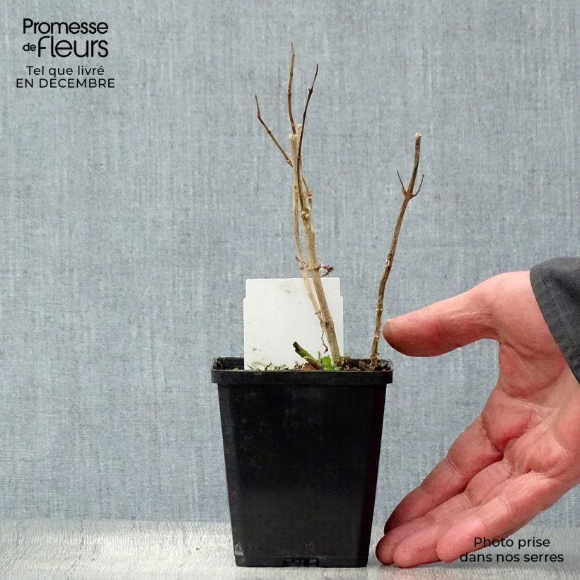 Spécimen de Phlox paniculata Bright Eyes - Phlox paniculé rose pâle à oeil rose vif Godet de 8/9 cm tel que livré en hiver