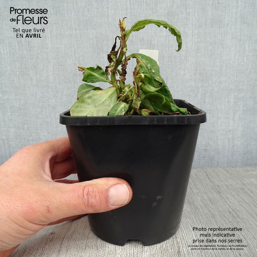 Phlox paniculata Bright Eyes Vaso da 1,5L/2L esemplare consegnato in primavera