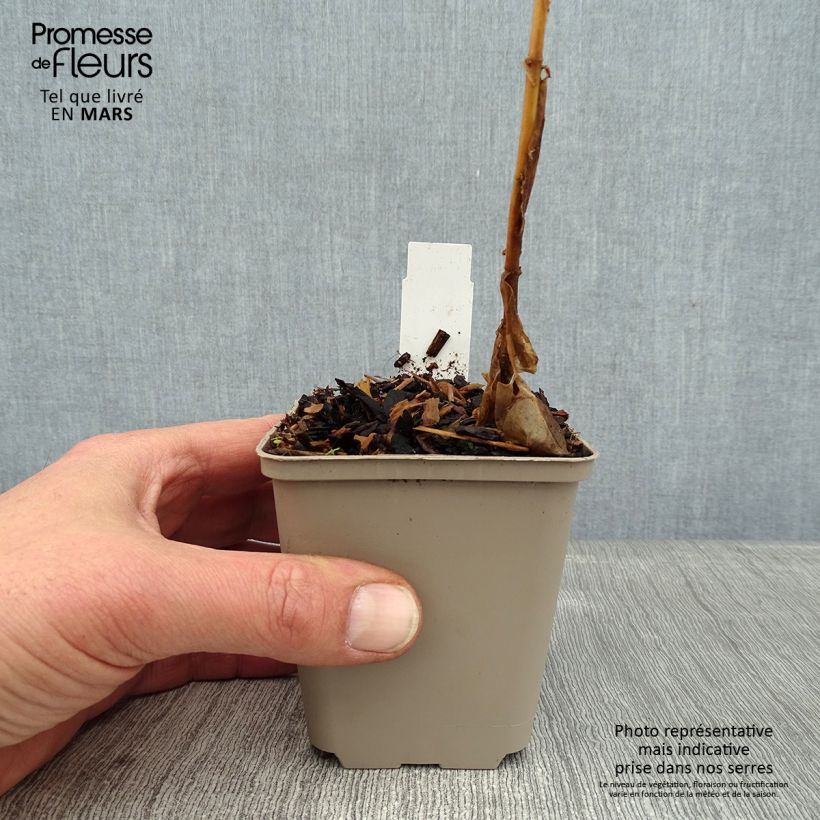 Spécimen de Phlox paniculata Coral Flame Godet de 8/9 cm tel que livré en hiver