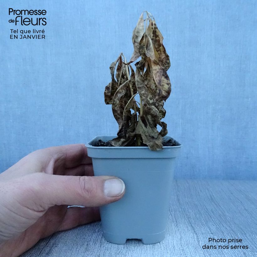 Spécimen de Phlox paniculata David Godet de 8/9 cm tel que livré en hiver