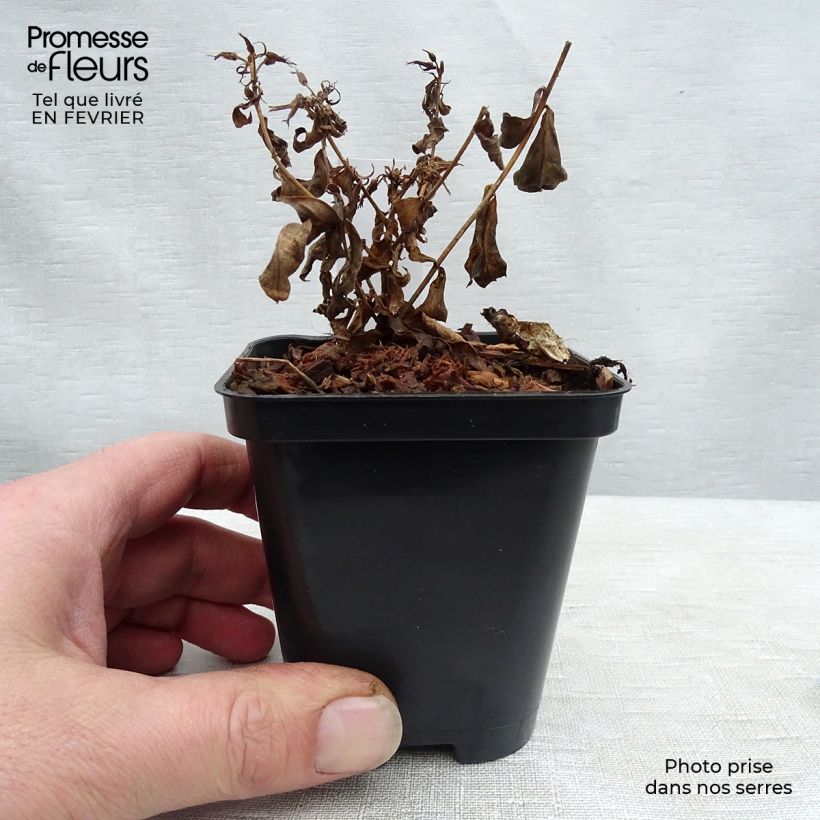 Spécimen de Phlox paniculata Europa Godet de 8/9 cm tel que livré en hiver