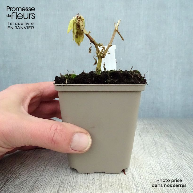 Spécimen de Phlox paniculata Eva Cullum Godet de 8/9 cm tel que livré en hiver