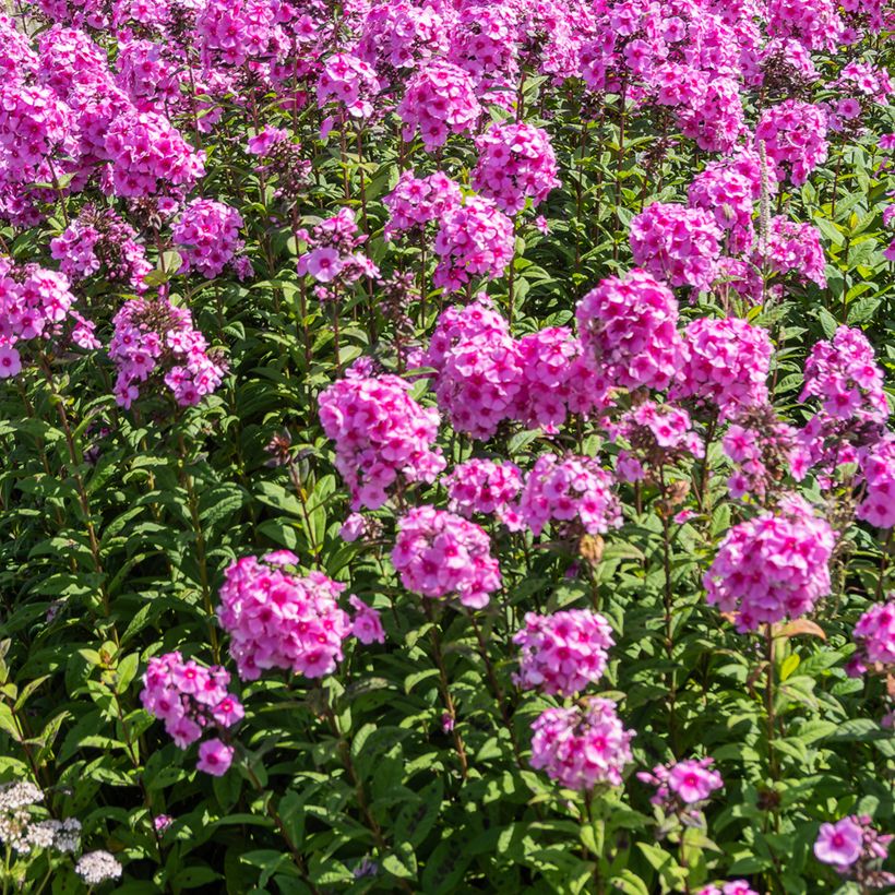 Phlox paniculata Eva Cullum (Port)