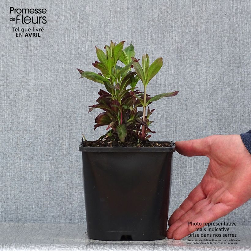 Spécimen de Phlox paniculata Famous Cerise - Phlox paniculé Pot de 1,5L/2L tel que livré au printemps