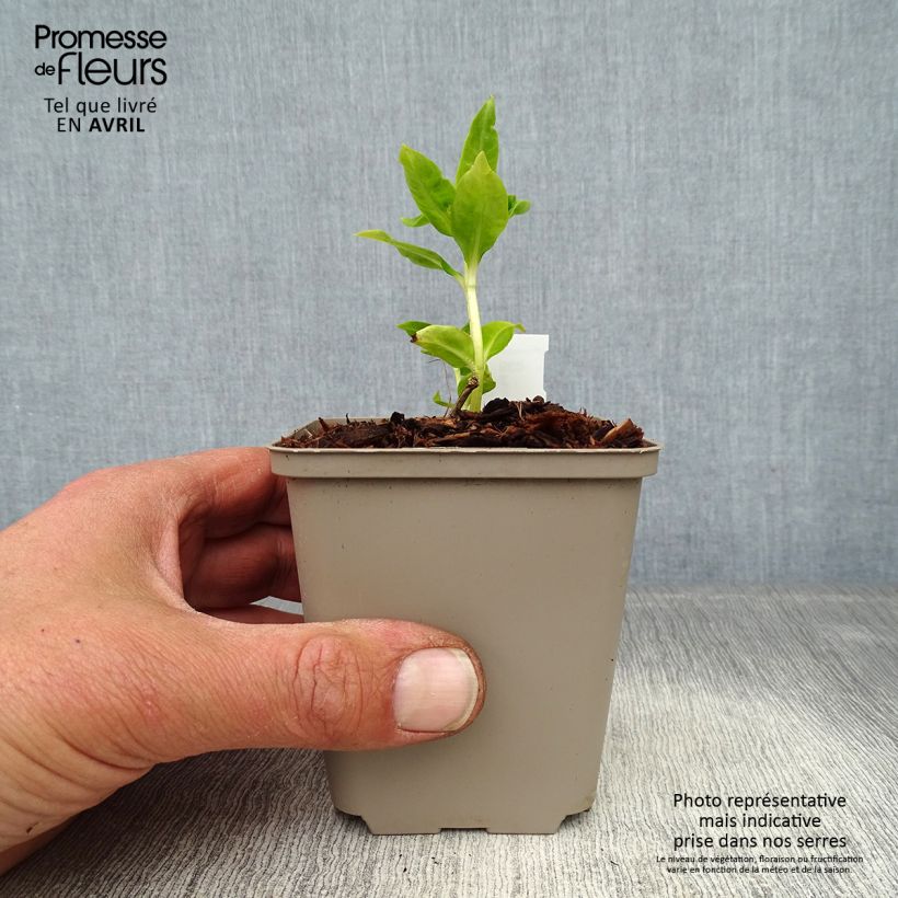 Phlox paniculata Flame White 8/9 cm pot sample as delivered in spring