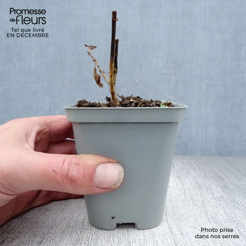 Spécimen de Phlox paniculata Fujiyama Godet de 8/9 cm tel que livré en hiver