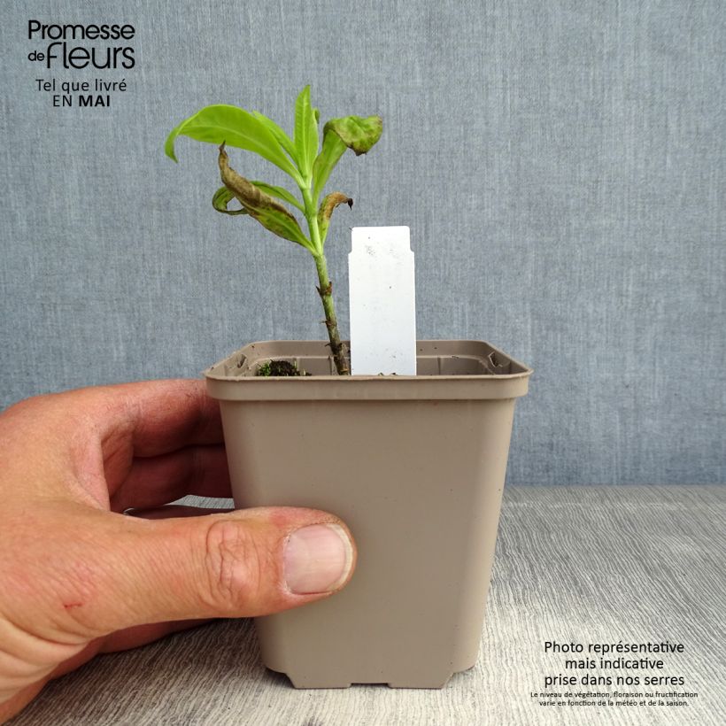 Spécimen de Phlox paniculata Goldmine Godet de 8/9 cm tel que livré au printemps