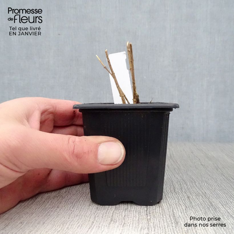 Spécimen de Phlox paniculata Graf Zeppelin Godet de 8/9 cm tel que livré en hiver