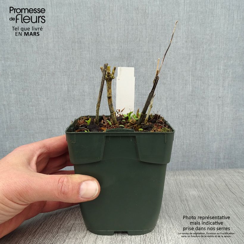 Spécimen de Phlox paniculata Jade - Phlox paniculé Godet de 8/9 cm tel que livré en hiver