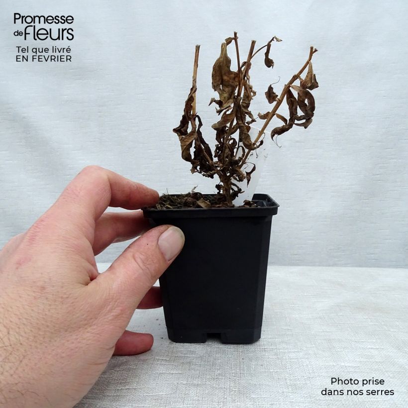 Spécimen de Phlox paniculata Jeana - Phlox paniculé bleu lavande pâle Godet de 8/9 cm tel que livré en hiver